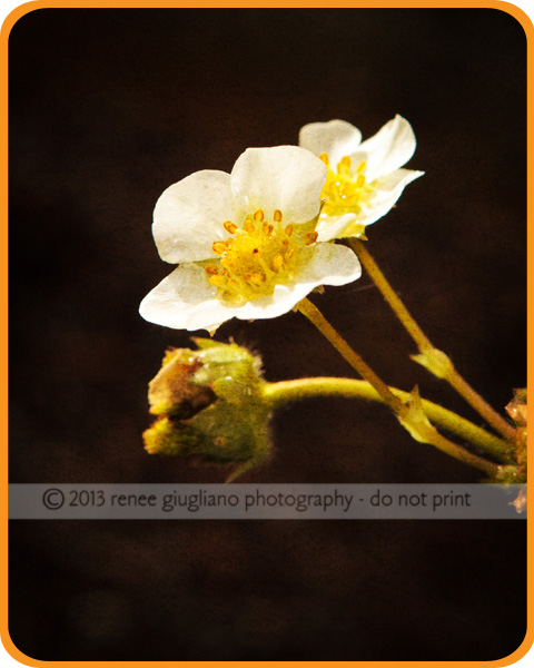 Renee Giugliano Photography, Oak Harbor, WA