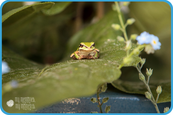 Renee Giugliano Photography, Oak Harbor, WA Photographer specializing in Pregnancy, Newborn & Children